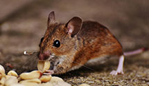 24 Hour & Emergency Exterminators in Moline, IL